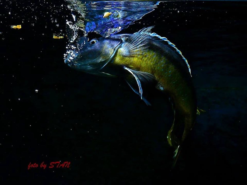 Taeniochromis holotaenia